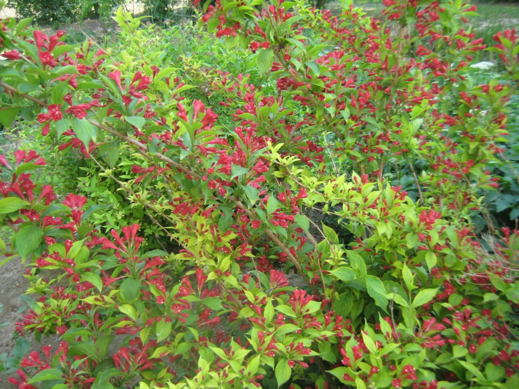 Image of Weigela florida specimen.