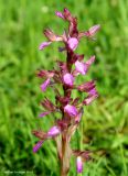 Anacamptis подвид schirwanica