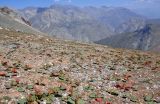 Rheum fedtschenkoi. Плодоносящие растения на сухом склоне. Таджикистан, Фанские горы, перевал Талбас, ≈ 3600 м н.у.м. 01.08.2017.