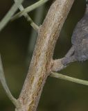 Hakea scoparia