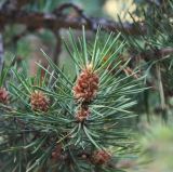 Pinus sylvestris subspecies hamata. Верхушка побега с микростробилами. Кабардино-Балкария, Эльбрусский р-н, долина р. Ирик, ок. 2200 м н.у.м., бор на склоне горы. 28.07.2017.