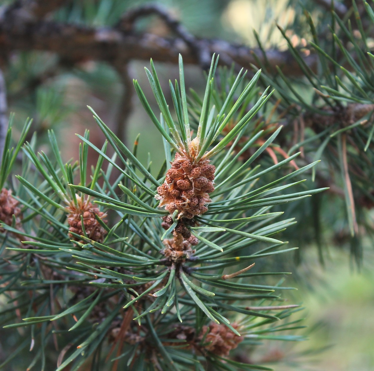 Изображение особи Pinus sylvestris ssp. hamata.