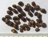 Bilacunaria microcarpos