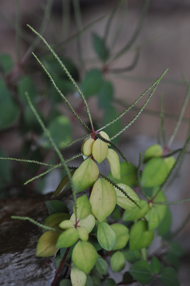 Изображение особи род Peperomia.