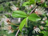 Prunus cerasifera. Часть ветви с отрастающими побегами и цветками, сбросившими лепестки. Украина, г. Киев, Южная Борщаговка, ул. Симиренко, в культуре. 1 мая 2010 г.