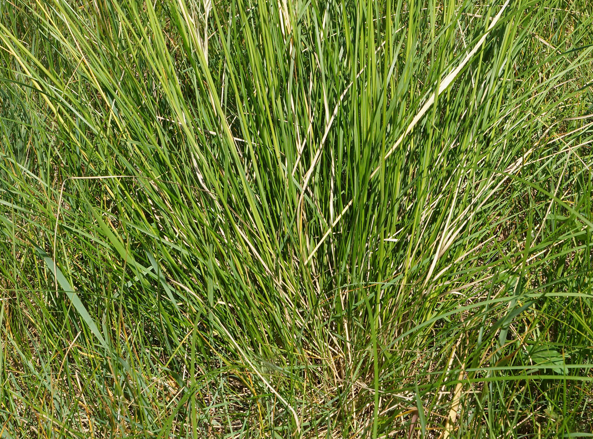 Изображение особи род Stipa.