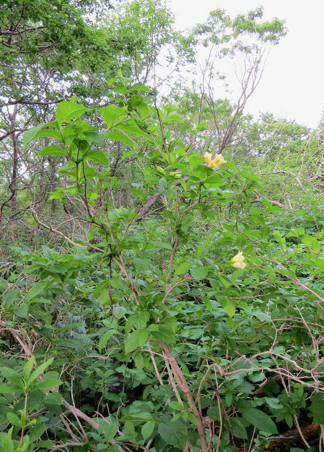 Image of Weigela middendorffiana specimen.