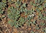 Potentilla acaulis