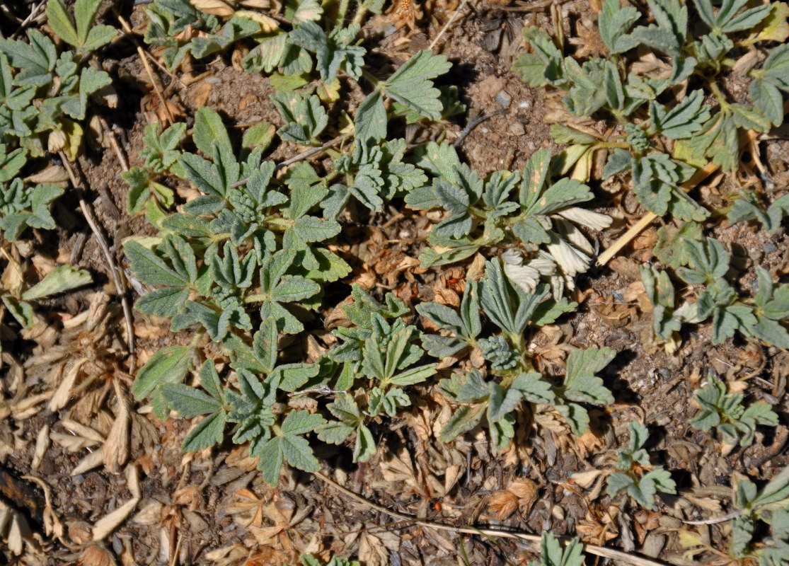 Изображение особи Potentilla acaulis.