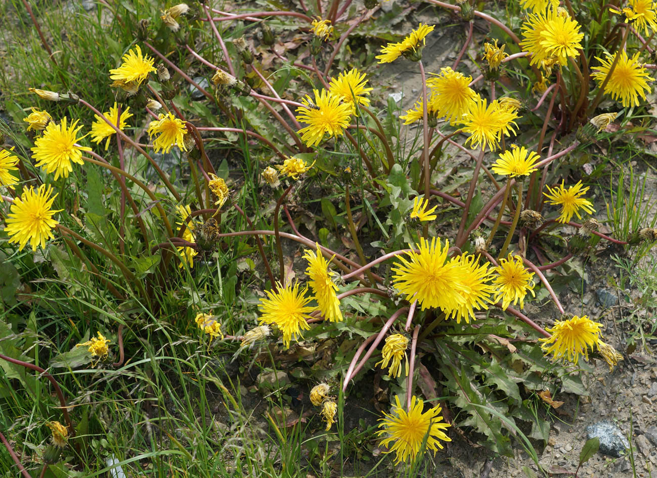 Image of genus Taraxacum specimen.
