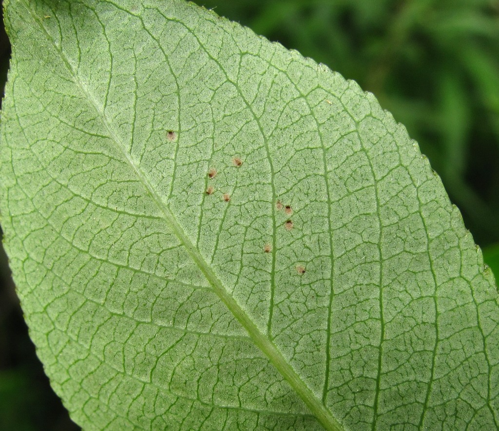 Image of Salix pentandra specimen.