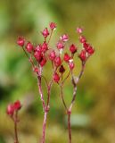 Micranthes nudicaulis