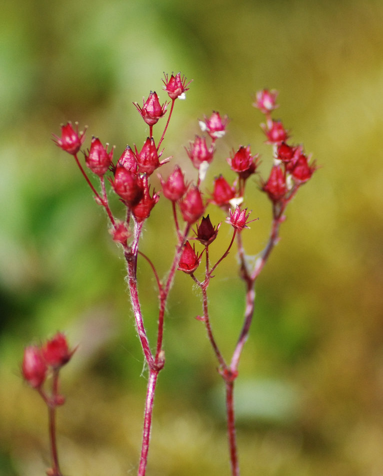 Изображение особи Micranthes nudicaulis.