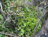 Peltigera aphthosa. Слоевища в куртине Polytrichum. Ямало-Ненецкий АО, окр. пос. Пангоды. Август 2003 г.