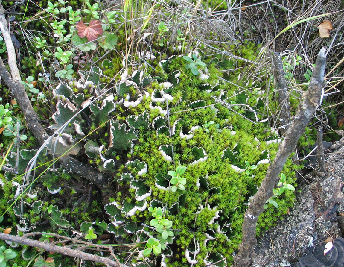 Image of Peltigera aphthosa specimen.