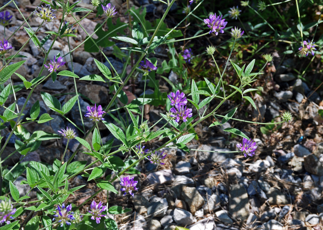 Изображение особи Psoralea bituminosa ssp. pontica.