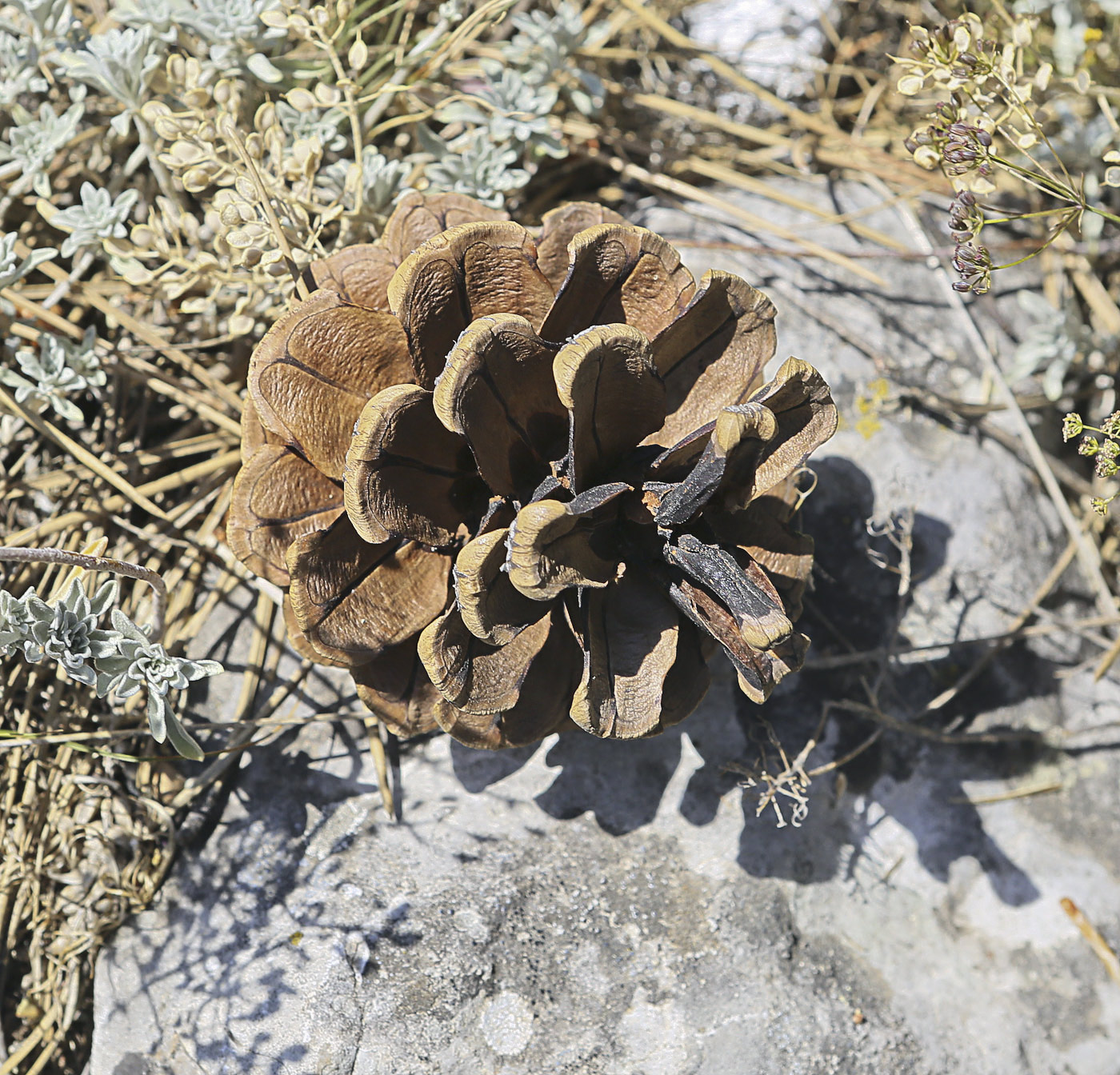 Изображение особи Pinus pallasiana.