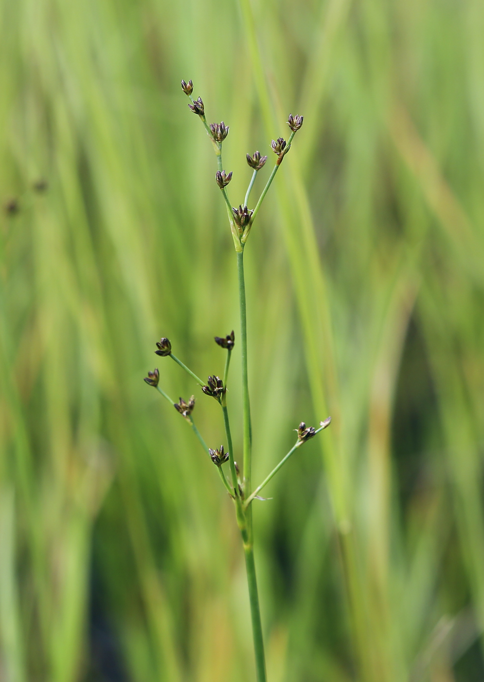 Image of Juncus alpino-articulatus specimen.