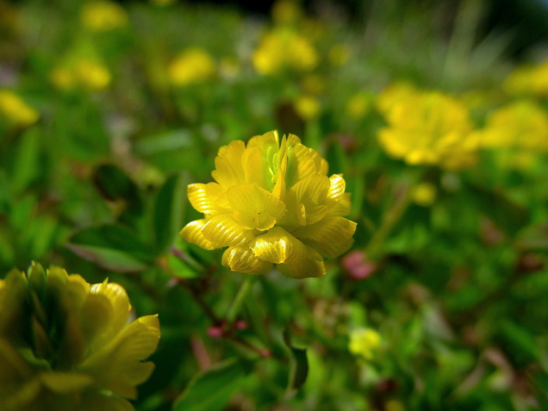 Image of Trifolium campestre specimen.