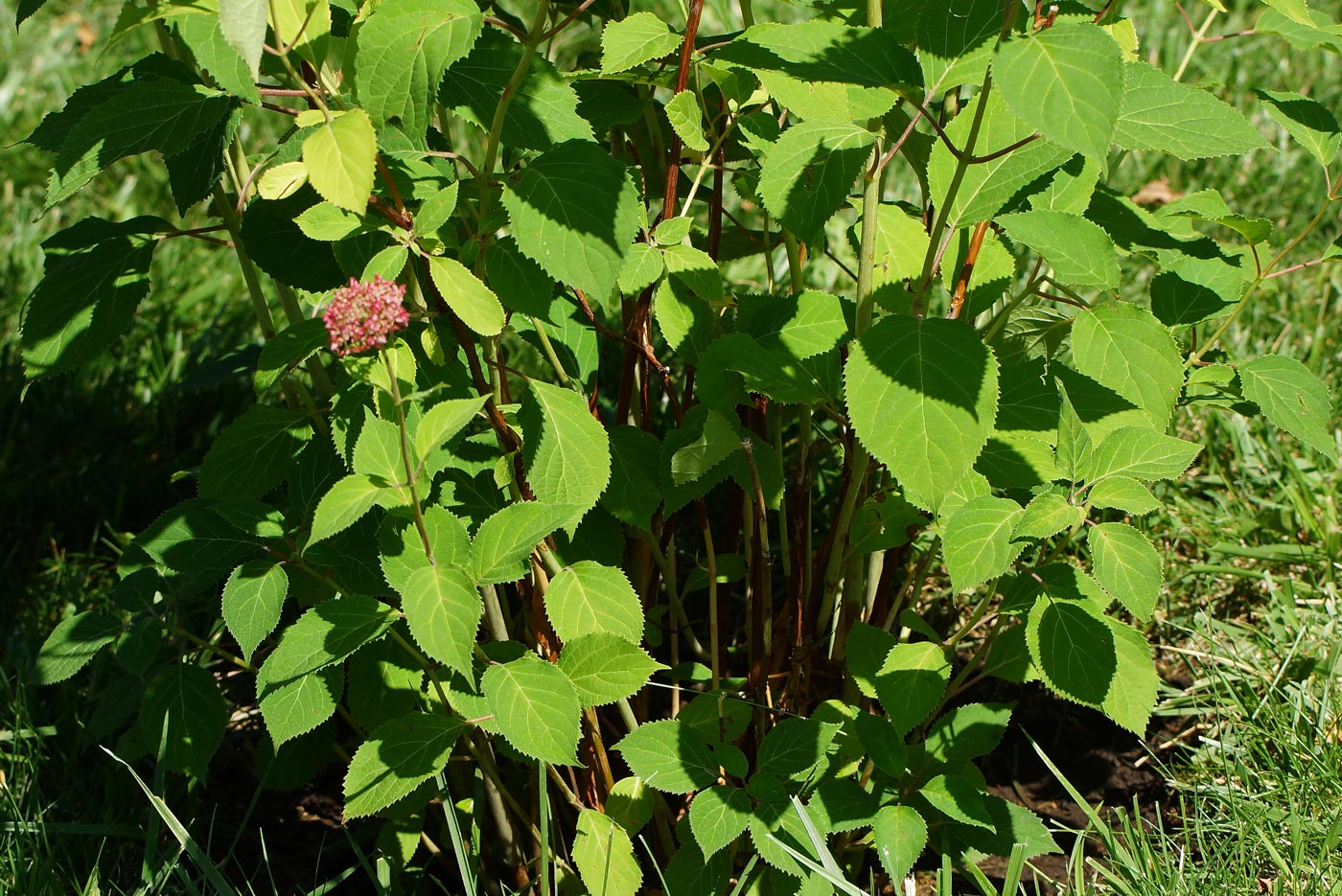 Image of Hydrangea arborescens specimen.