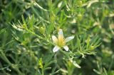 Peganum harmala