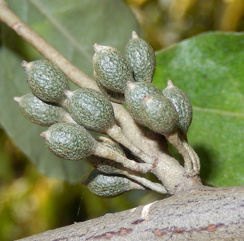 Image of Elaeagnus umbellata specimen.