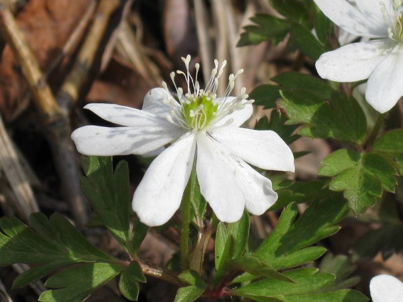 Image of Anemone amurensis ssp. kamtschatica specimen.