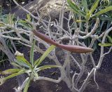 Adenium obesum