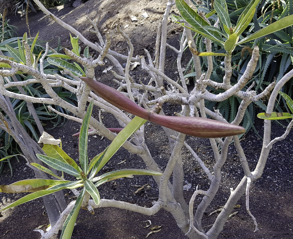Изображение особи Adenium obesum.