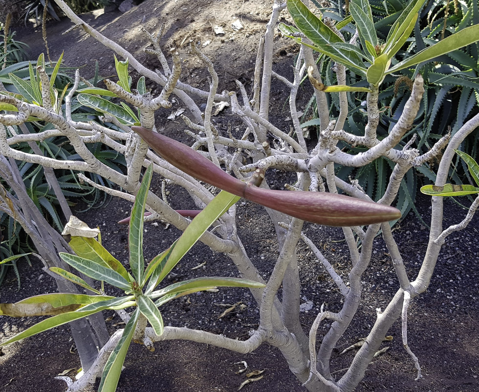 Image of Adenium obesum specimen.