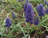 Muscari armeniacum. Цветущие растения ('Blue Spike'). Крым, Севастополь, в культуре. 17.04.2018.