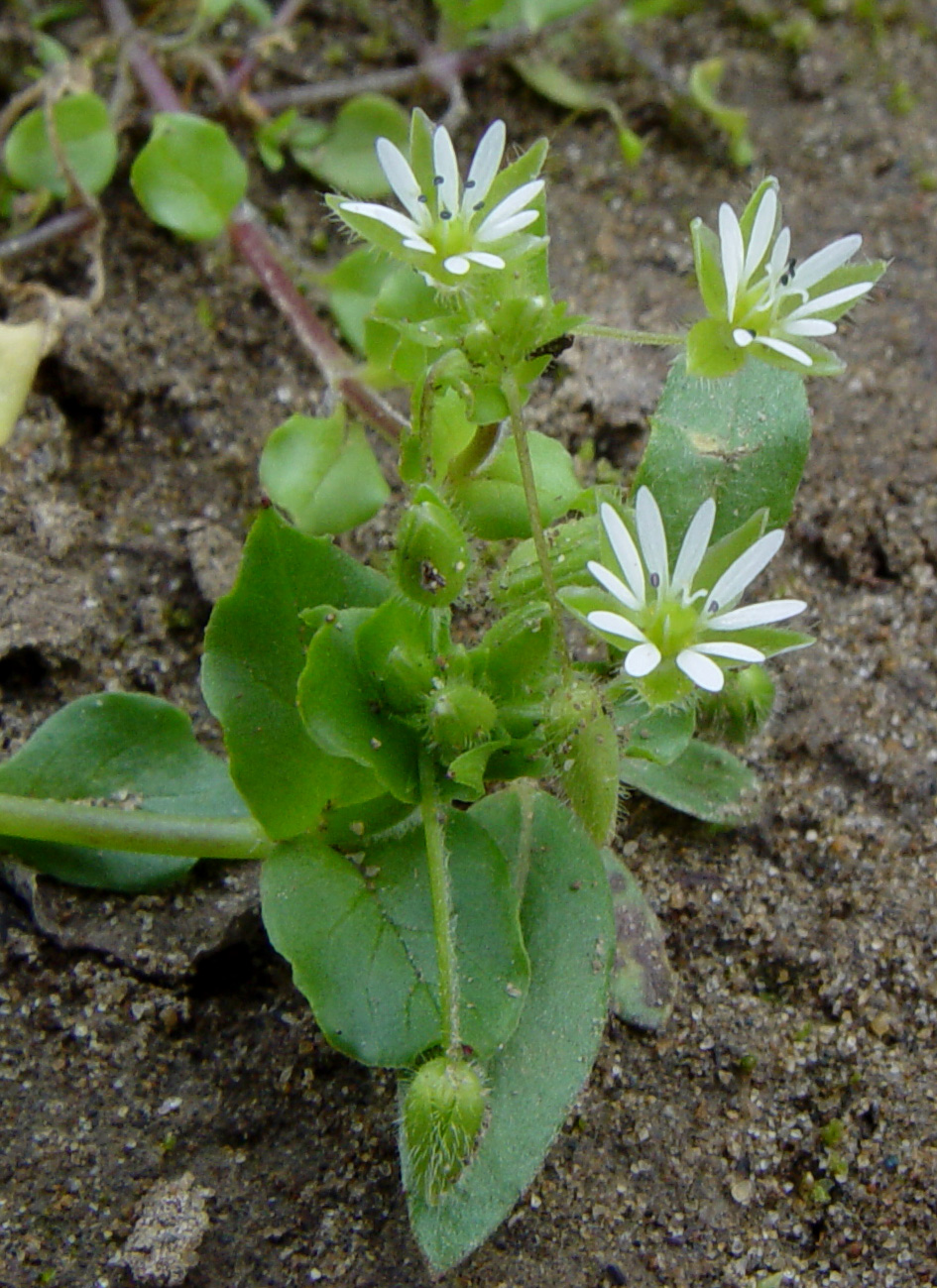 Image of Stellaria media specimen.