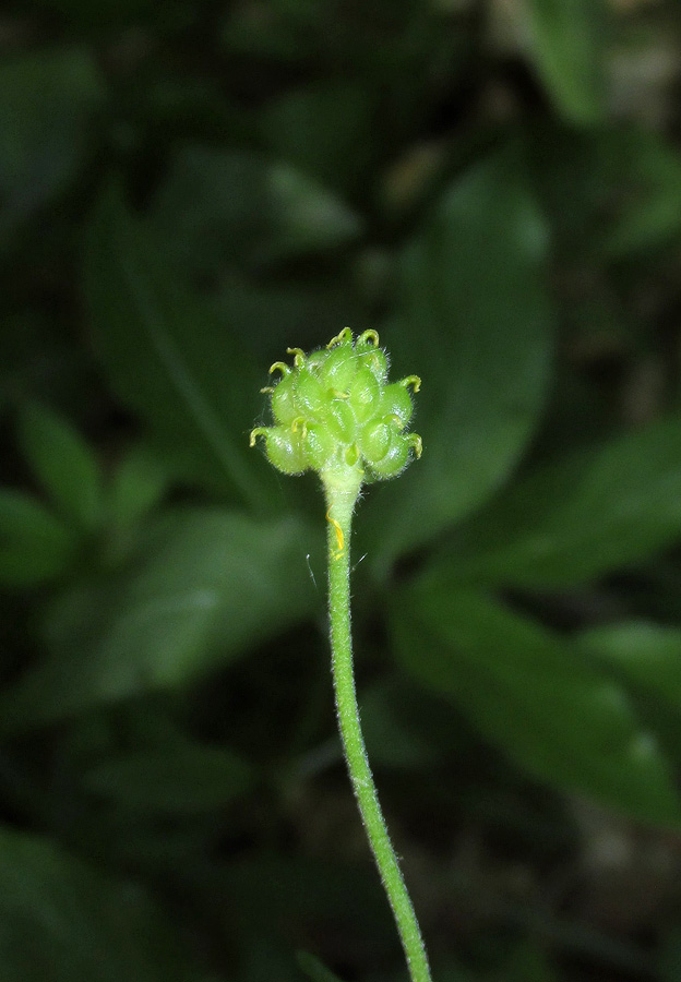 Изображение особи Ranunculus auricomus.