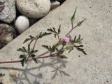 Geranium purpureum