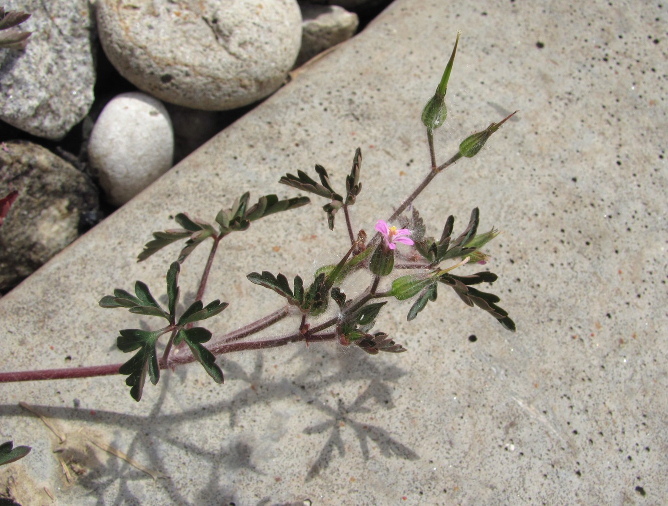 Image of Geranium purpureum specimen.