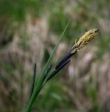 Carex acuta. Верхушка побега с соцветием. Пермский край, Оханский р-н, Тулумбаихинское сельское поселение, Кунчурихинский бор, сырой луг. 27.05.2018.