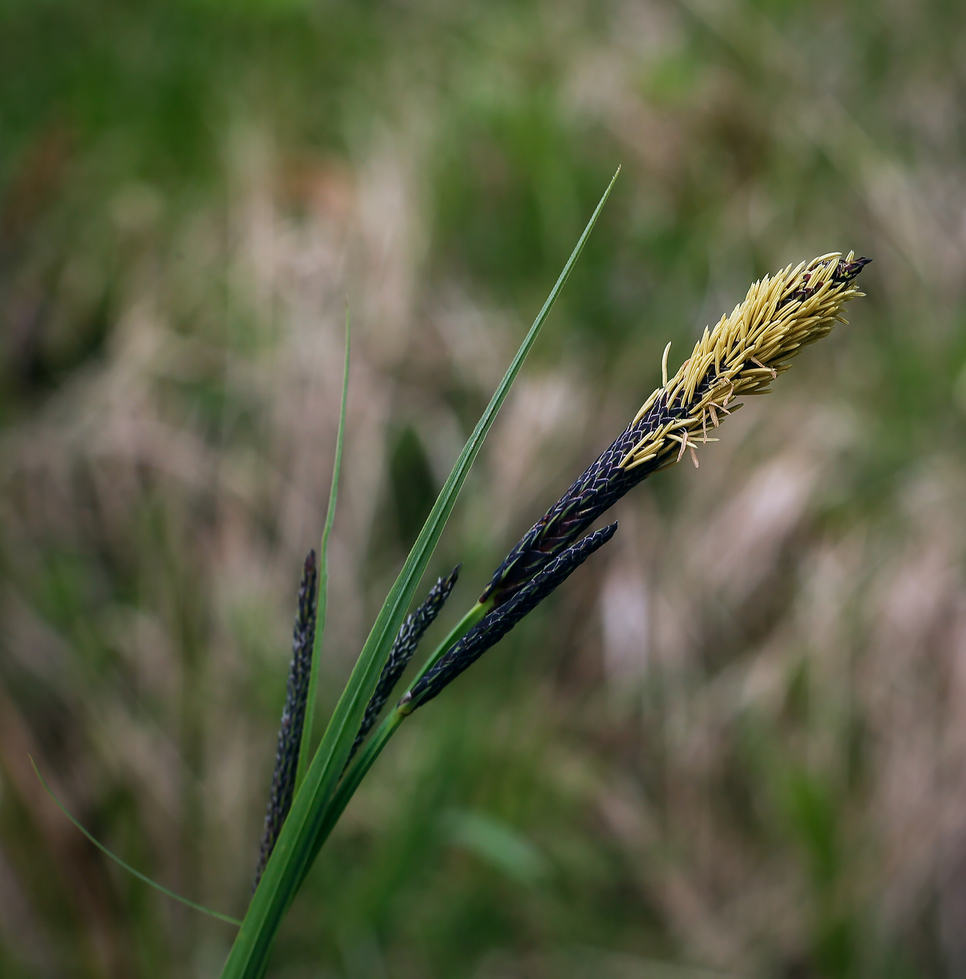 Изображение особи Carex acuta.