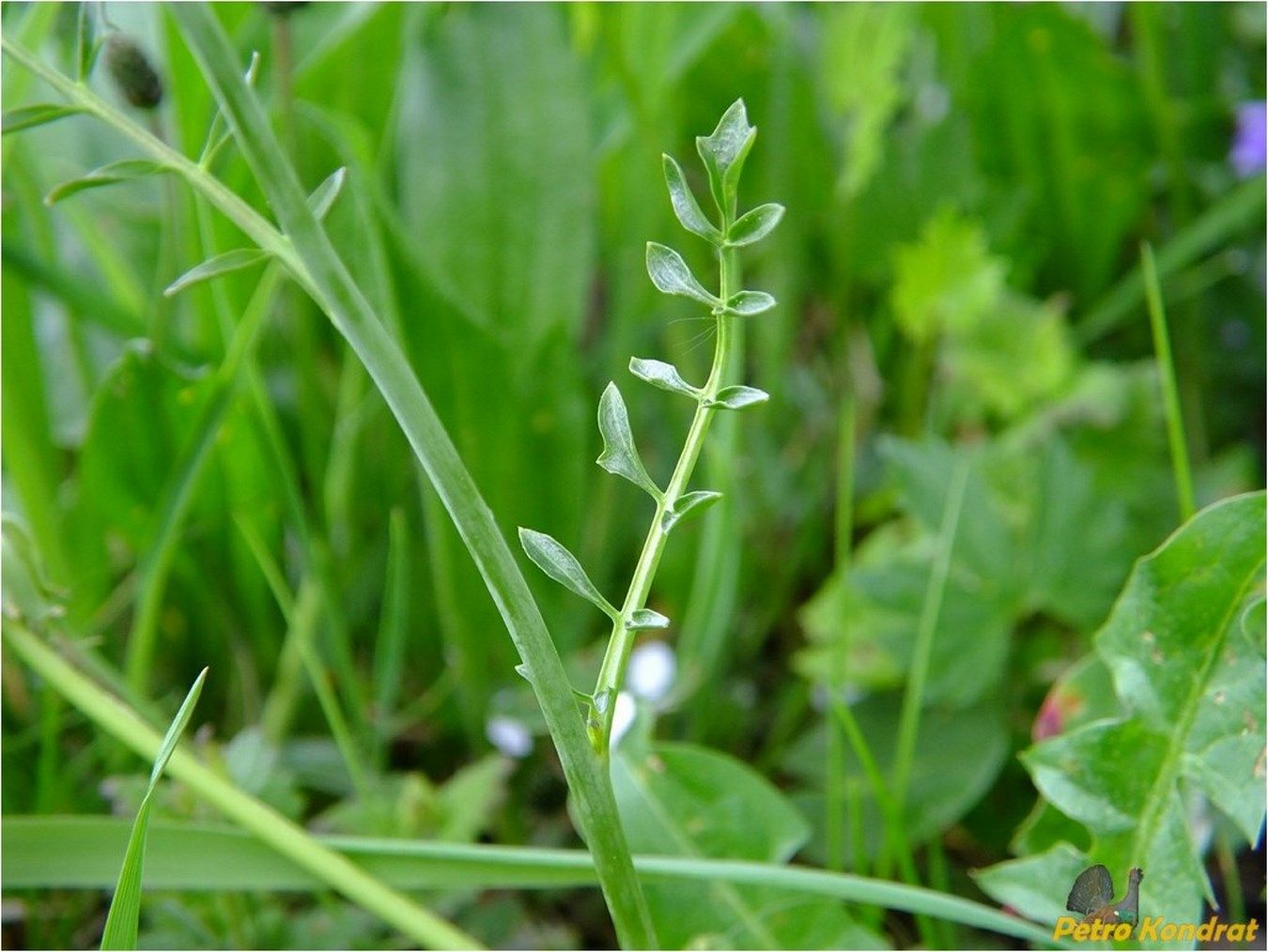 Изображение особи Cardamine pratensis.