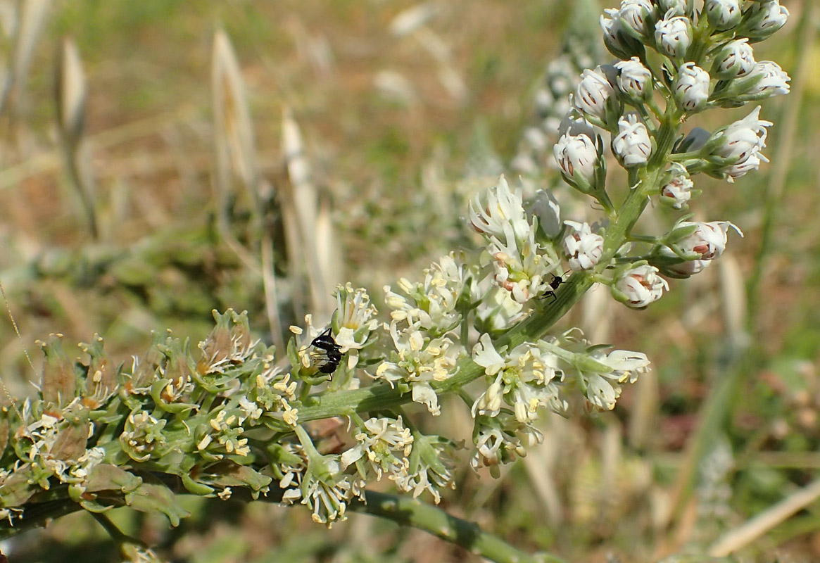 Image of Reseda alba specimen.