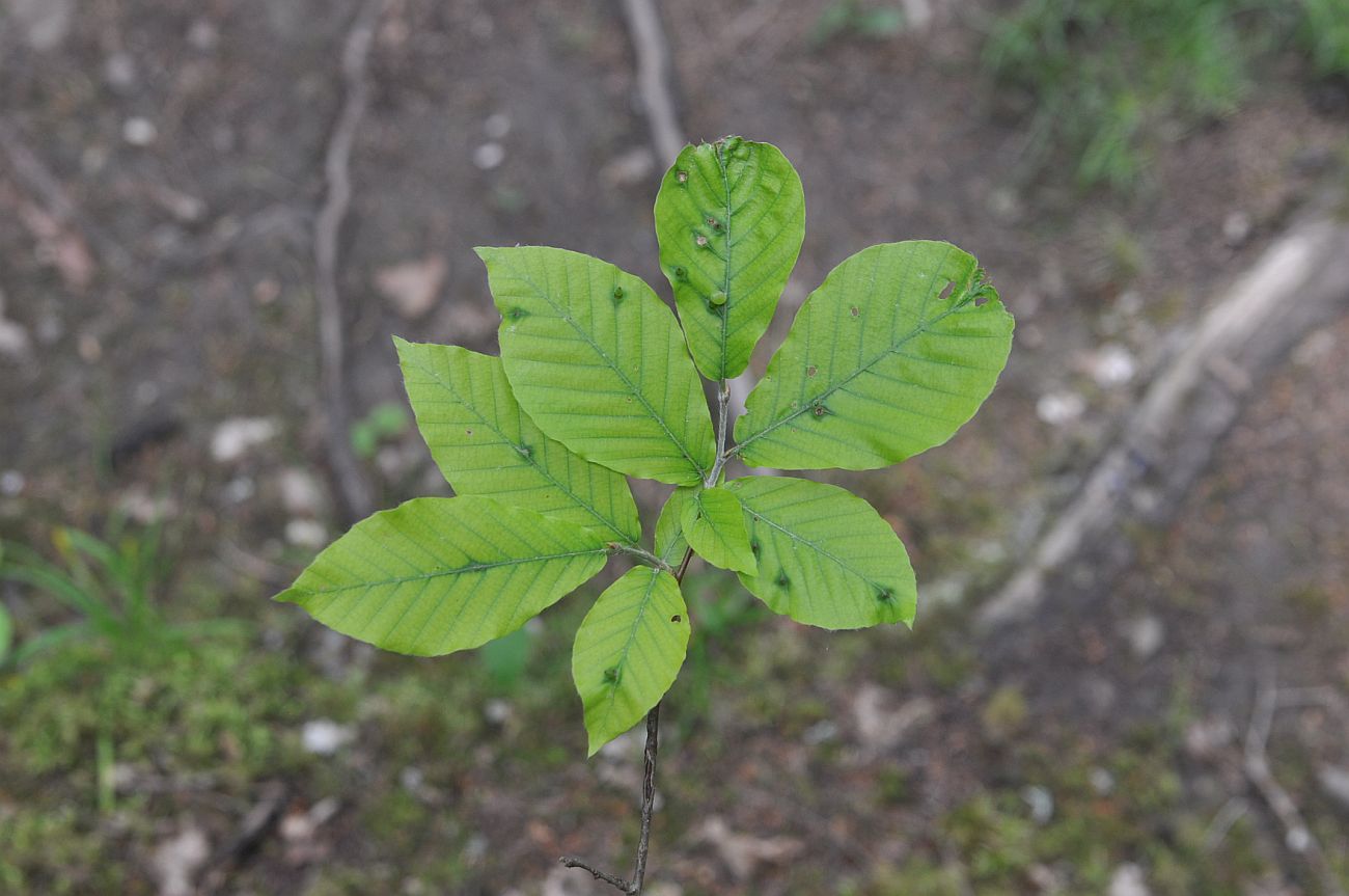 Image of Fagus orientalis specimen.