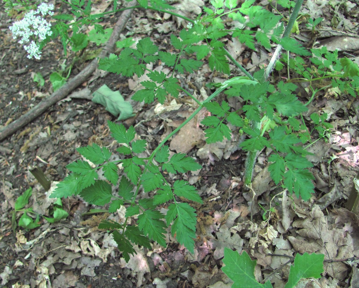 Изображение особи Chaerophyllum temulum.