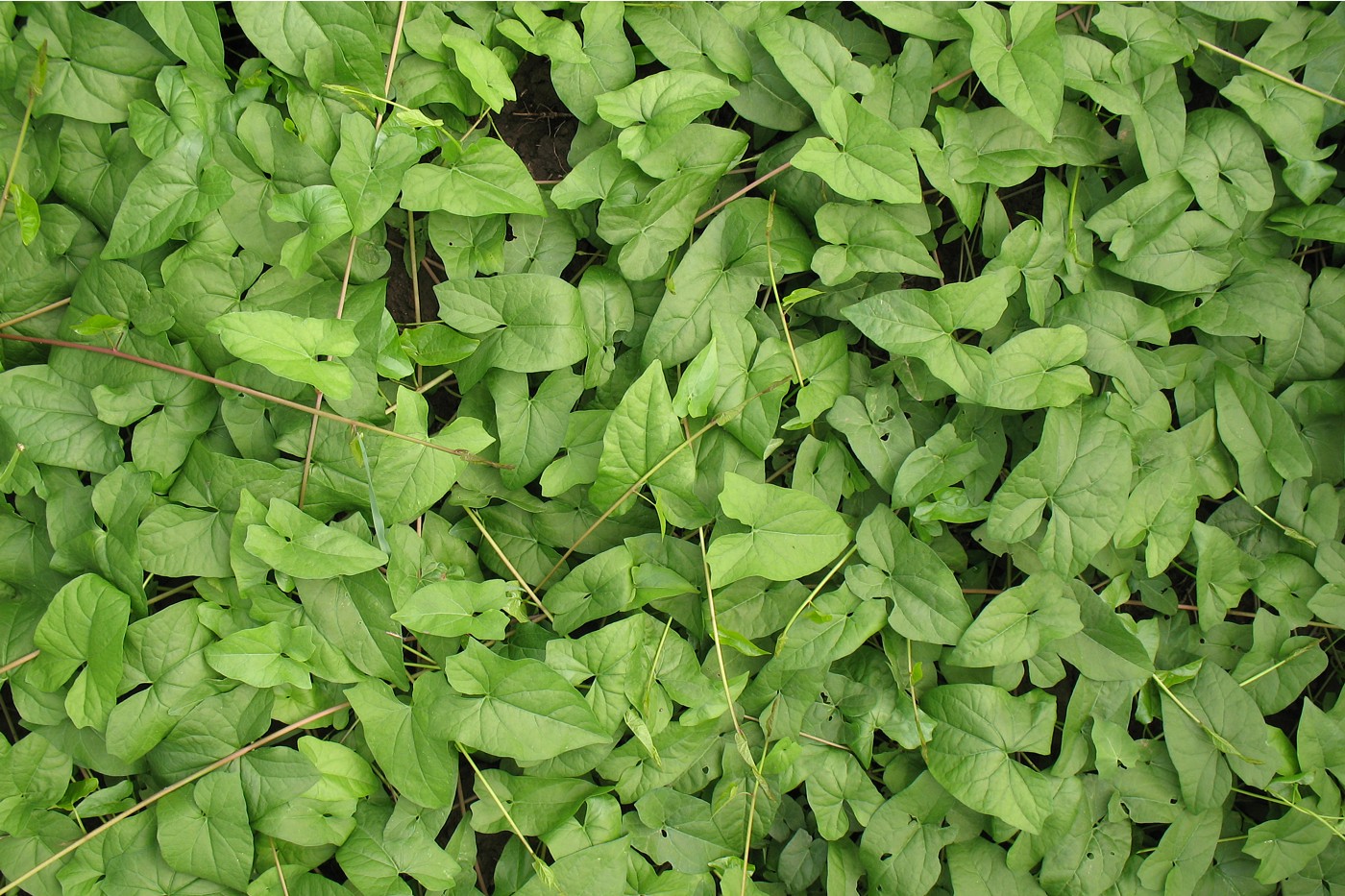 Image of Calystegia sepium specimen.