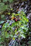 Viburnum lantana