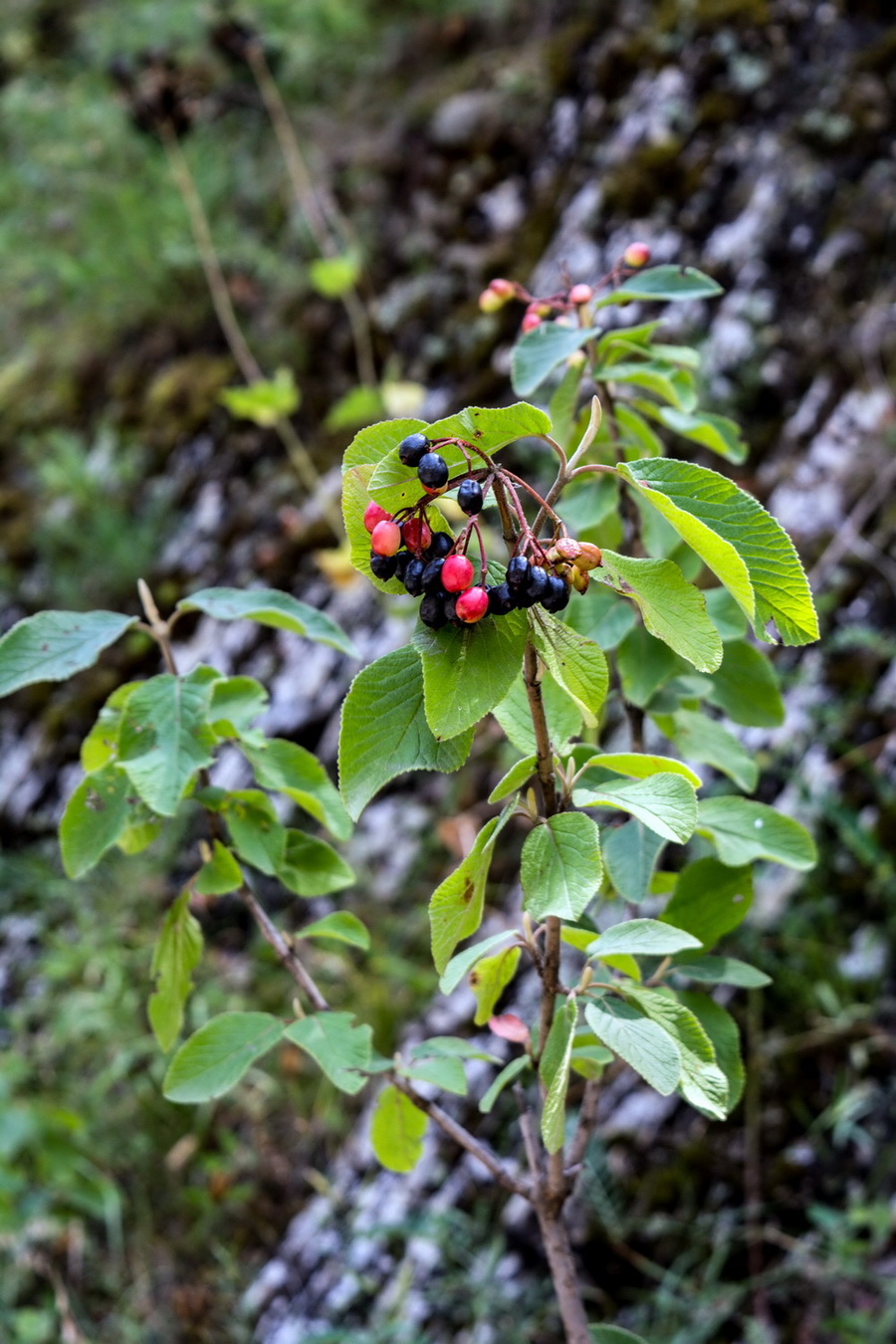 Image of Viburnum lantana specimen.