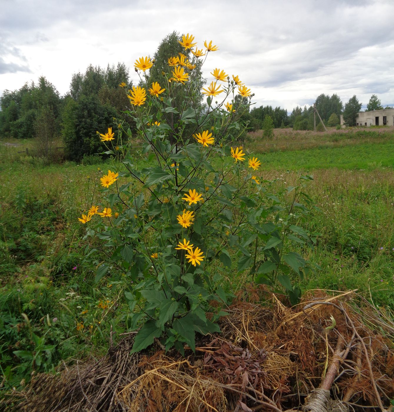 Изображение особи Helianthus tuberosus.