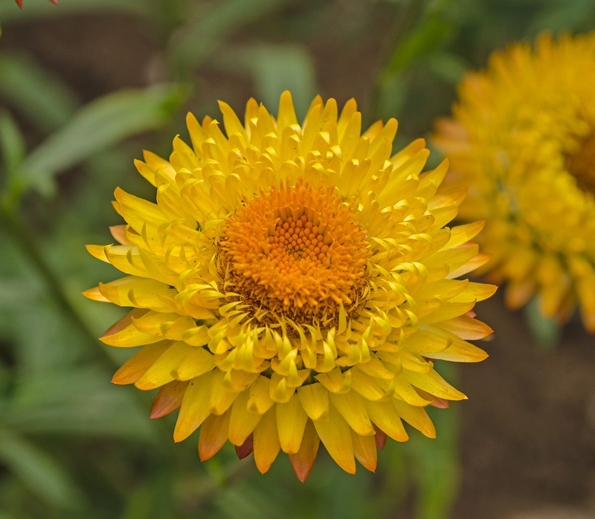 Image of Xerochrysum bracteatum specimen.