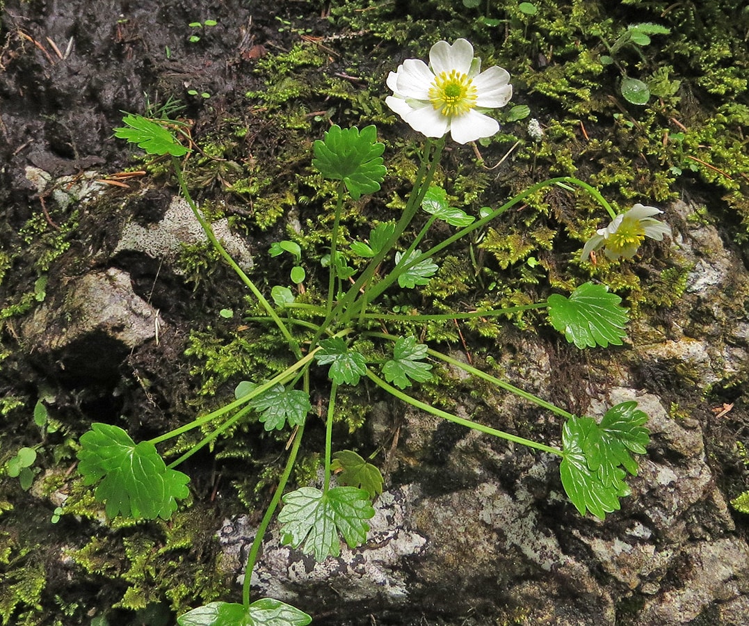 Image of Ranunculus alpestris specimen.