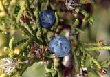 Juniperus sabina