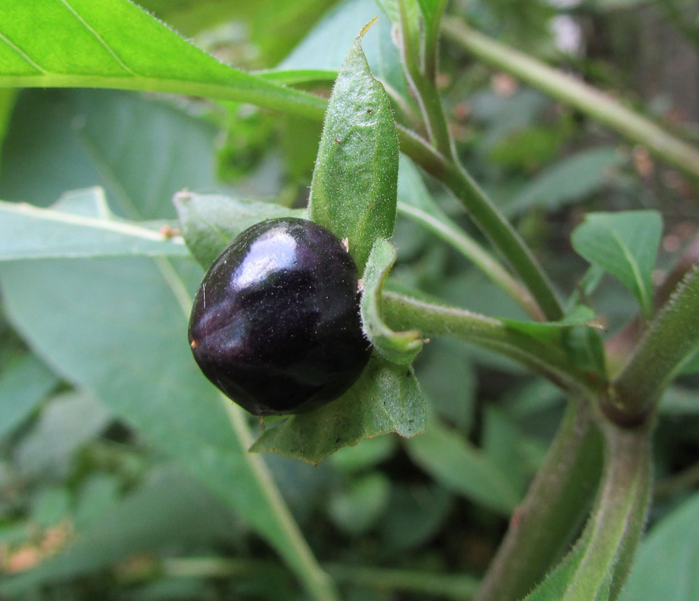 Image of Atropa acuminata specimen.