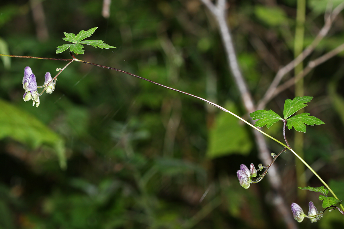 Изображение особи Aconitum stoloniferum.